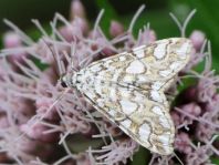 Elophila nymphaeata, Laichkraut-Zünsler