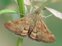 Pyrausta despicata, Olivenbrauner Zünsler
