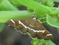 Spoladea recurvalis 