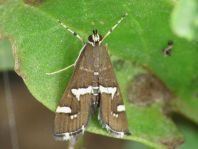 Spoladea recurvalis 