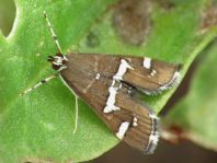 Spoladea recurvalis 