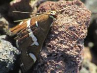 Spoladea recurvalis 