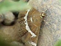 Spoladea recurvalis 