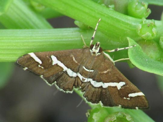Spoladea recurvalis