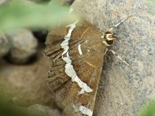 Spoladea recurvalis
