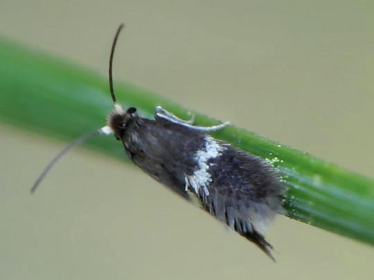Nepticulidae, Zwergminiermotten