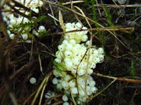 Schneckeneier