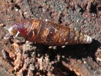 Schnecken, Gastropoda