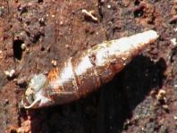 Schnecken, Gastropoda