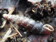 Schnecken, Gastropoda