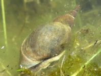 Schnecken, Gastropoda