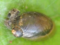 Schnecken, Gastropoda