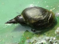 Schnecken, Gastropoda