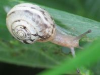 Schnecken, Gastropoda
