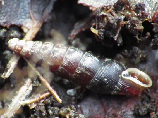 Schnecken, Gastropoda
