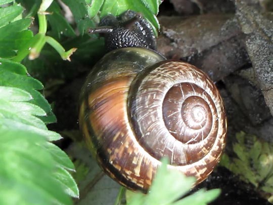 Schnecken, Gastropoda