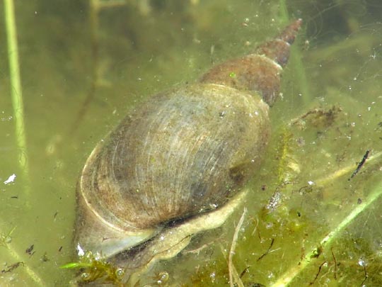 Schnecken, Gastropoda