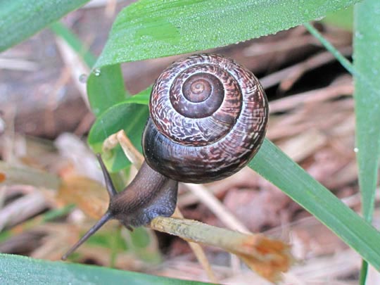 Schnecken, Gastropoda