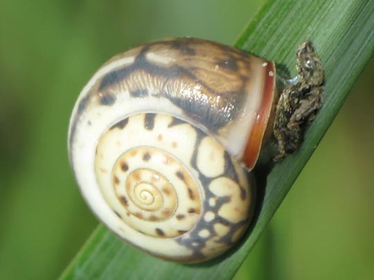 Schnecken, Gastropoda
