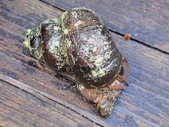 Schnecken, Familie Succineidae, Bernsteinschnecke