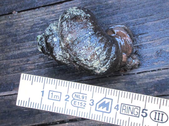 Schnecken, Familie Succineidae, Bernsteinschnecke