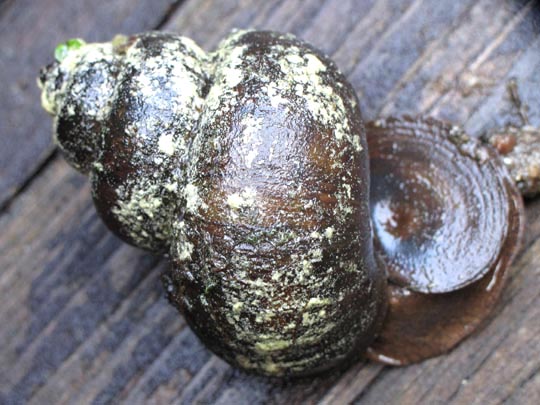 Schnecken, Familie Succineidae, Bernsteinschnecke