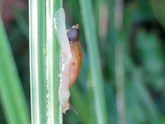 Schnecken, Gastropoda