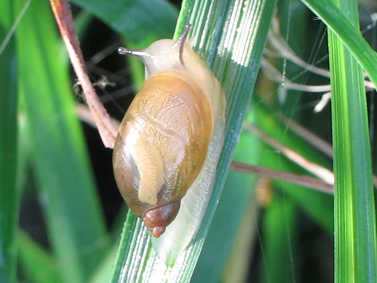 Schnecken, Gastropoda