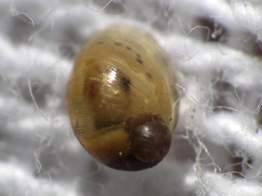 Schnecken, Gastropoda