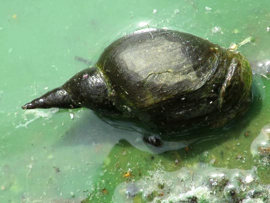 Schnecken, Gastropoda