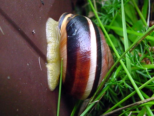 Schnecken, Gastropoda