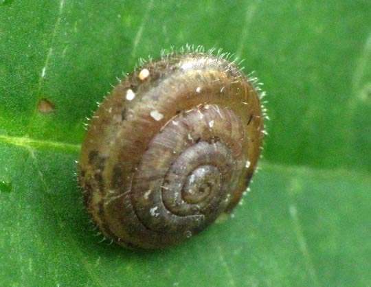 Schnecken, Gastropoda
