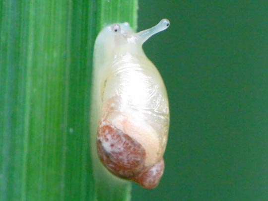 Schnecken, Gastropoda