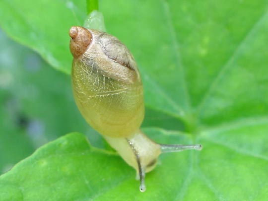 Schnecken, Gastropoda