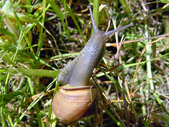 Schnecken, Gastropoda