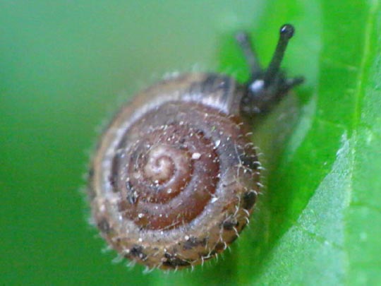 Schnecken, Gastropoda