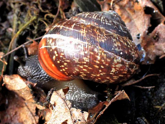 Schnecken, Gastropoda