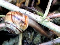 Schnecken, Gastropoda