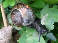 Schnecken, Gastropoda