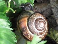 Schnecken, Gastropoda