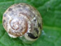 Schnecken, Gastropoda
