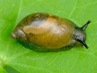 Schnecken, Familie Succineidae, Bernsteinschnecke