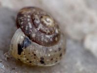 Schnecken, Gastropoda
