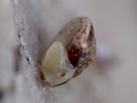Schnecken, Gastropoda