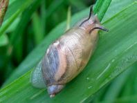 Schnecken, Familie Succineidae, Bernsteinschnecke