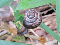 Schnecken, Gastropoda