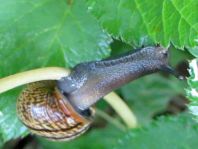Schnecken, Gastropoda