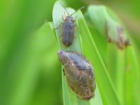 Schnecken, Familie Succineidae, Bernsteinschnecke