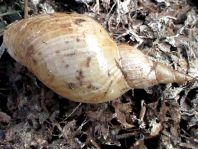 Schnecken, Gastropoda