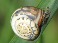 Schnecken, Gastropoda